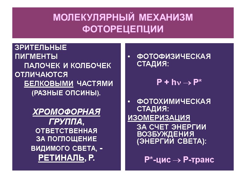 МОЛЕКУЛЯРНЫЙ МЕХАНИЗМ ФОТОРЕЦЕПЦИИ ЗРИТЕЛЬНЫЕ ПИГМЕНТЫ  ПАЛОЧЕК И КОЛБОЧЕК ОТЛИЧАЮТСЯ  БЕЛКОВЫМИ ЧАСТЯМИ (РАЗНЫЕ